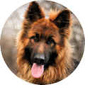 ”German Shepherd Wallpaper 2015