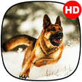🔥 Cute Dogs Wallpaper | Cute 
