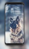 🔥 Cute Dogs Wallpaper | Cute  الملصق