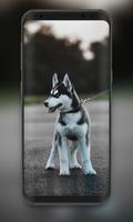 🔥 Cute Dogs Wallpaper | Cute  تصوير الشاشة 1