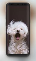 🔥 Cute Dogs Wallpaper | Cute  截圖 2