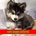 cute puppy pictures ideas