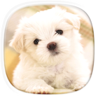 Cute Puppy Wallpapers icon