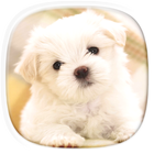 Cute Puppy Wallpapers आइकन