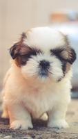 Cute Puppy Wallpapers पोस्टर