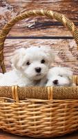 Cute Puppy Wallpapers स्क्रीनशॉट 1