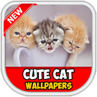 Cute Kitten New 2017 icône