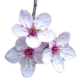Share Flower wallpaper icône
