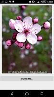 Share Flower wallpaper captura de pantalla 3