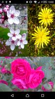 Share Flower wallpaper Poster