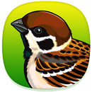 Best Bird Sounds Compilations APK