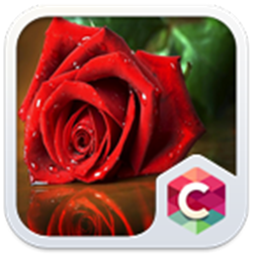 Red Rose: Best Flower Theme