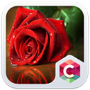 Red Rose: Best Flower Theme aplikacja