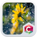Yellow Flower Theme APK