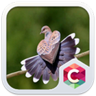 Cute Bird Theme C Launcher icon