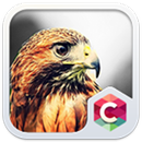 Golden Eagle Theme C Launcher APK