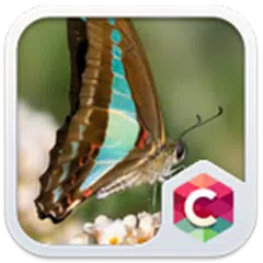 Earthy Butterfly Theme APK 下載