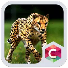 Descargar APK de Wild Cheetah  Animal Theme HD