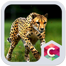 Wild Cheetah  Animal Theme HD APK