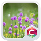 Icona SPRING FLOWER THEME