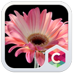 Pink Flower CLauncher Theme