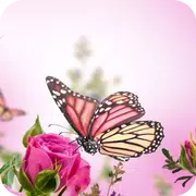 Pink Butterfly Flower Theme