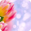 APK Pink tulip Theme C Launcher