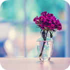 purple-Carnations آئیکن