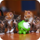 Theme with cats C Launcher APK