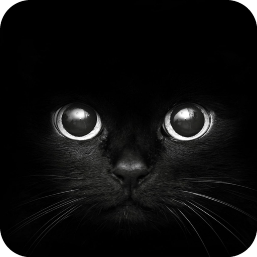 Tema gato: Ojos de gato negro