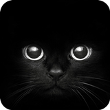 Black Cat eyes Theme CLauncher आइकन