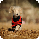 Smart Puppy Theme C Launcher آئیکن