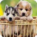 Puppy Theme C launcher APK