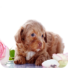 Lovely theme: Puppy biểu tượng