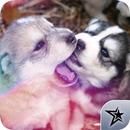 Cute Puppy Pictures APK