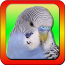 Talking Parakeet APK