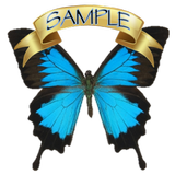 Butterfly, Butterfly (sample) icono