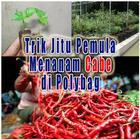 Cara Pemula Menanam Tanaman Cabe di Polybag-icoon