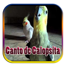 Canto de Calopsita APK