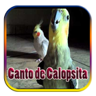 Canto de Calopsita icône