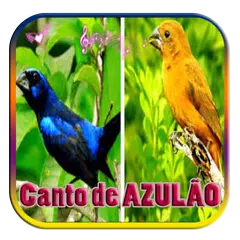 Canto de SEU AZULÃO APK download
