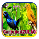 Canto de SEU AZULÃO APK