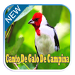 galo de campina canto flauta