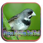 Papa Capim Tui Tui biểu tượng