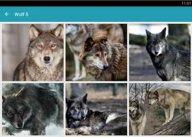 1000 Wolf Wallpapers اسکرین شاٹ 3