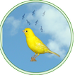 Reclamo y cantos de pajaros