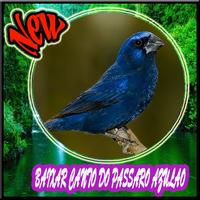 Poster Cantos do Passaro Azulao Novo