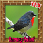 Burung Cabai Istimewa dan Terbaik Mp3 أيقونة