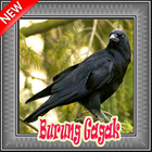 Suara Burung Gagak Terbaru Mp3 آئیکن