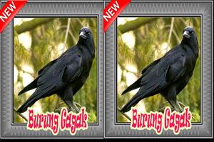 Suara Burung Gagak Terbaru Mp3 截图 2